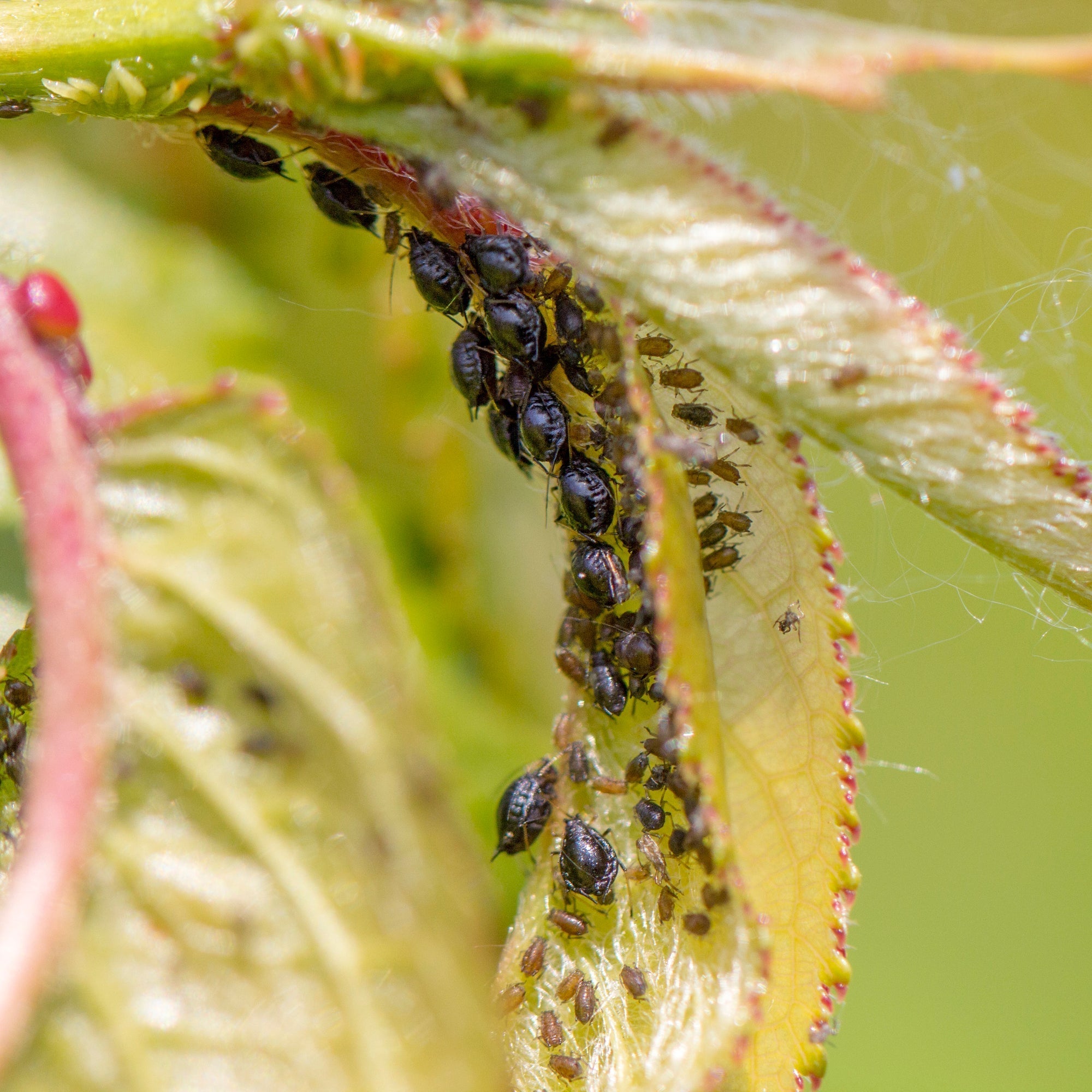 Blattläuse bekämpfen Titelbild