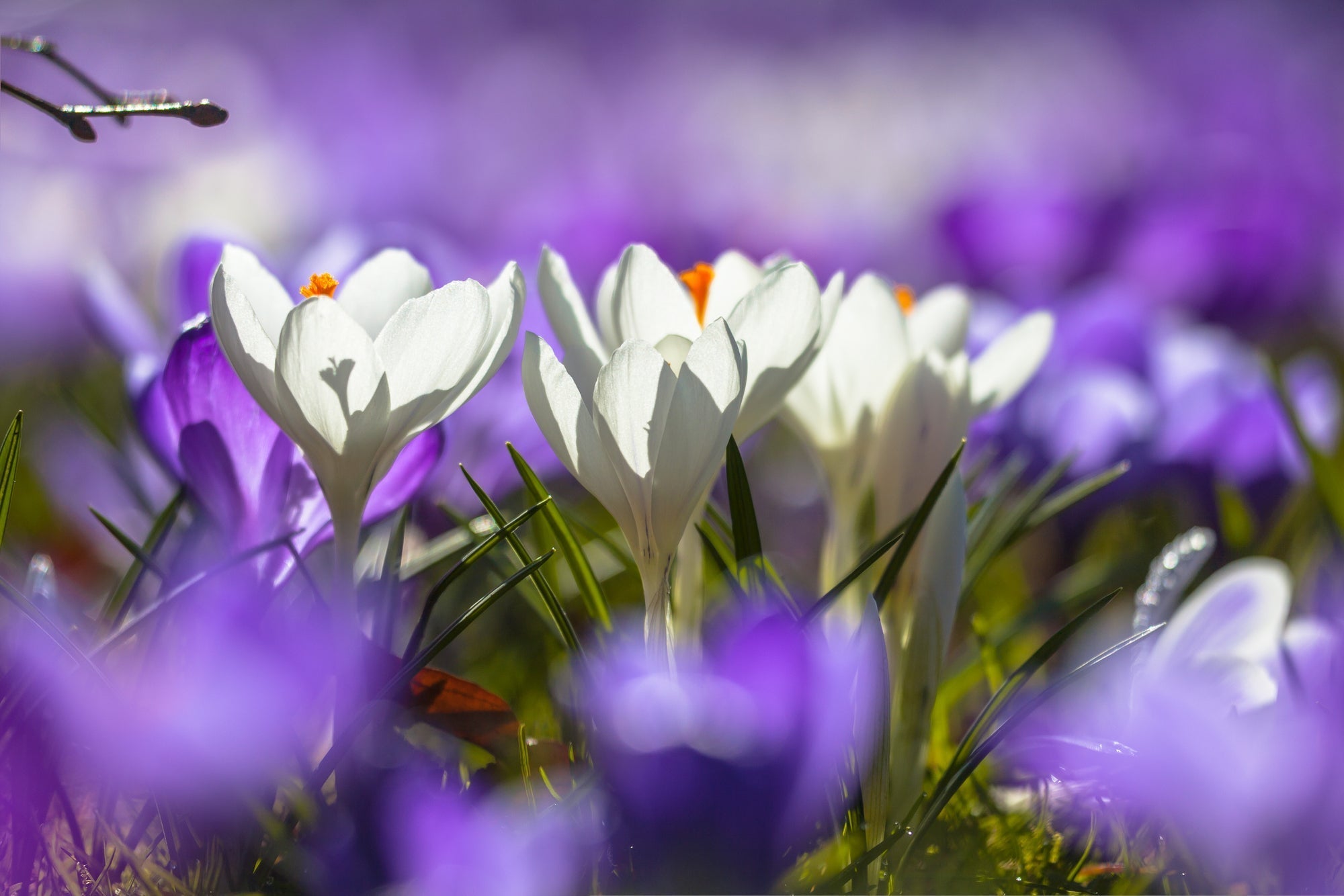 Krokusse pflanzen im Garten und Rasen: Krokuszwiebeln richtig pflanzen und pflegen