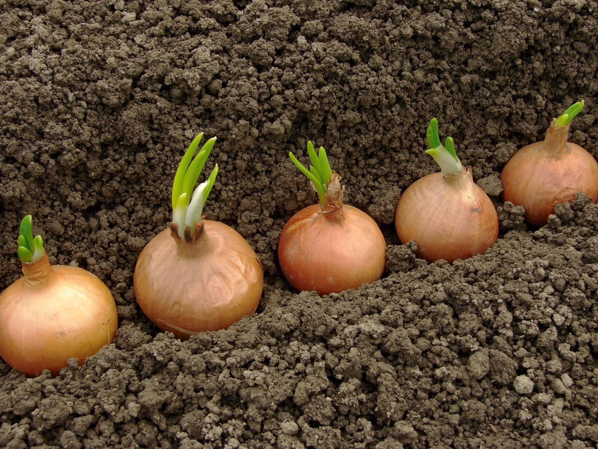 Knoblauch und Zwiebeln pflanzen: Anbau, Pflanzzeit, Ernte und Lagerung